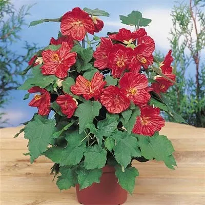 Абутілон Bella Deep Coral фото