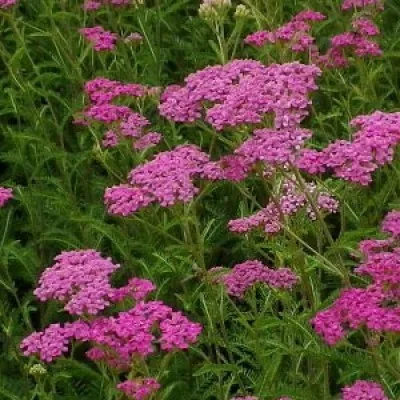 Деревій Lilac Beauty (розсада) фото