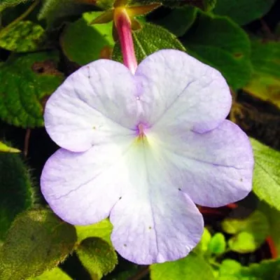 Ахіменес Cattleya-light фото