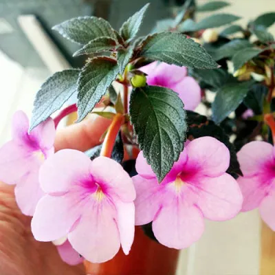 Ахіменес Peach Blossom фото
