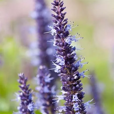 Лофант Astello Indigo фото