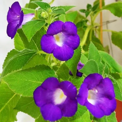 Ахіменес Mexicana (Довготривале цвітіння) фото