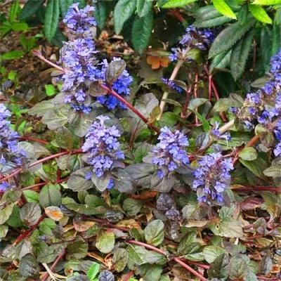 Аюга Atropurpurea фото