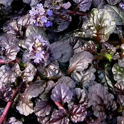Аюга Black Scallop фото