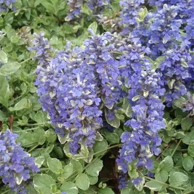 Аюга Variegata (розсада) фото
