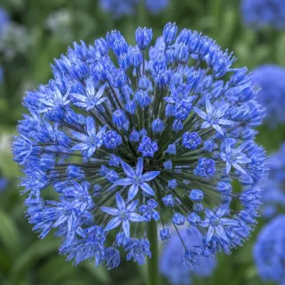 Алліум Caeruleum фото