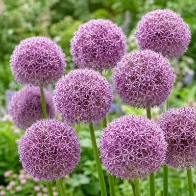 Алліум Round and Purple фото