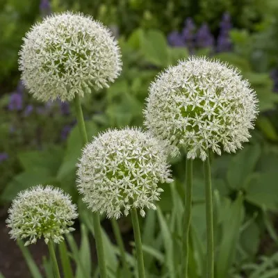 Алліум White Giant фото