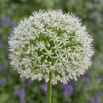 Алліум White Giant фото