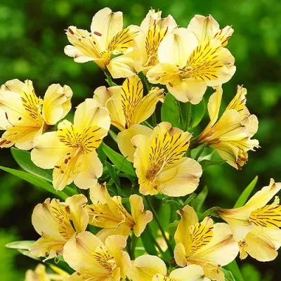 Альстромерія Lutea фото