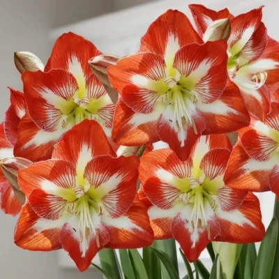 Амариліc Minerva фото