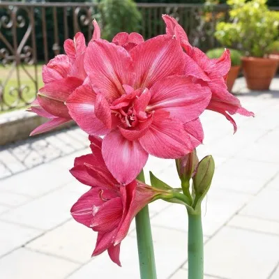 Амариліc Pink Symphony фото