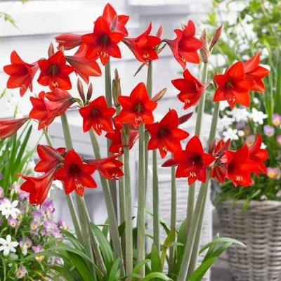 Амариліc Red Rascal фото