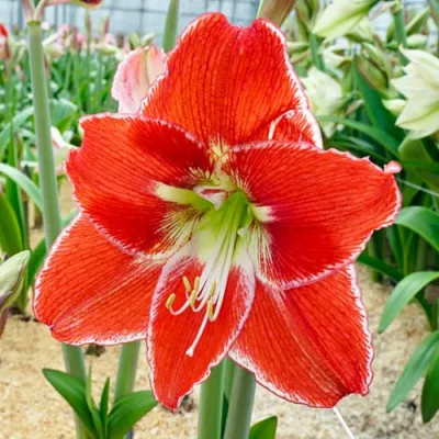Амариліс Silver Dream фото