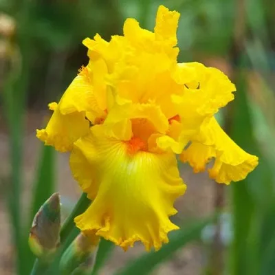 Ірис Amarillo Frills фото