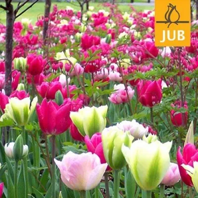 Мікс ландшафтний Amore (Брендові цибулини Jub Holland) фото