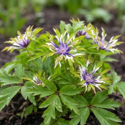 Анемона Monstrosa фото