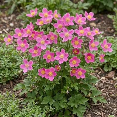 Анемона Spring Beauty Pink фото
