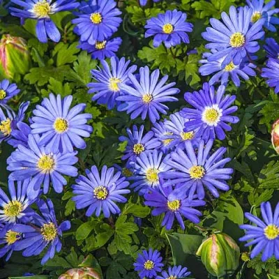 Анемони Blue Shades (Акційний) фото