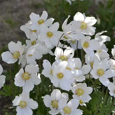 Анемона Snow White фото
