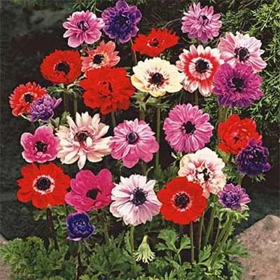 Анемона St. Brigid Mixed 100 фото