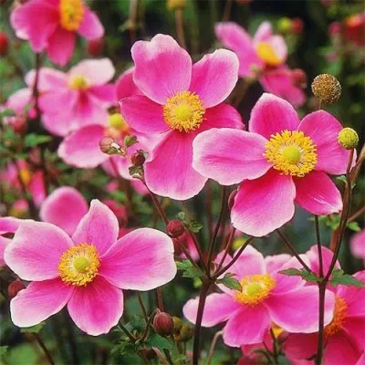 Анемона Hadspen Abundance фото