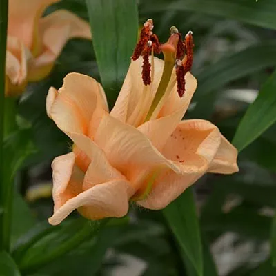 Лілія Apricot Fudge 25 фото