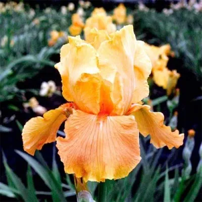 Ірис Apricot Silk фото