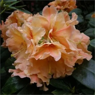 Рододендрон Apricot Fantasy фото