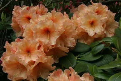 Рододендрон Apricot Fantasy фото