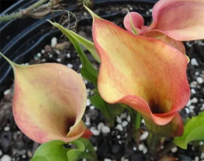 Кала Apricot Glow фото
