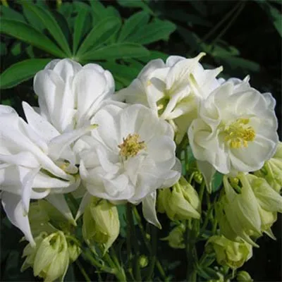 Аквілегія Winky Double White & White фото