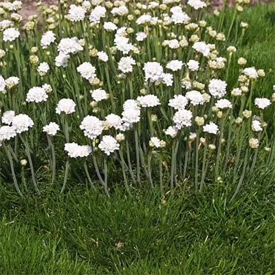 Армерія Maritima White фото