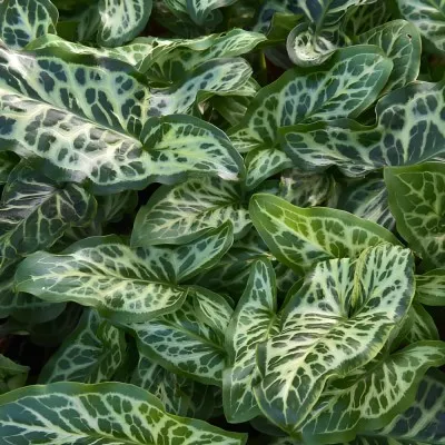Арум Italicum Marmoratum фото