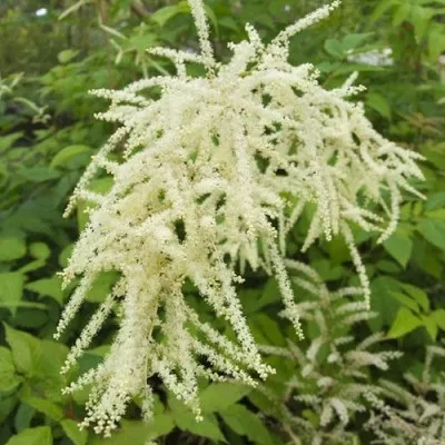 Арункус Dioicus фото