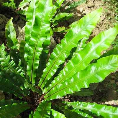 Папороть Костянець сколопендровий Cristatum фото