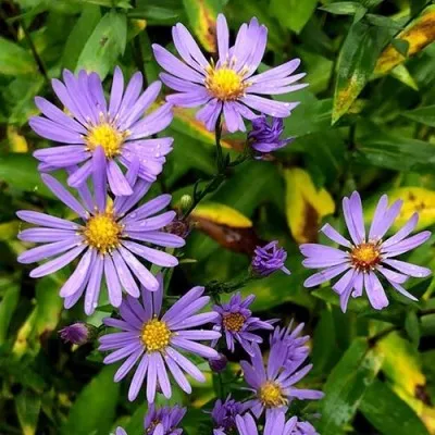 Айстра Early Blue (розсада) фото