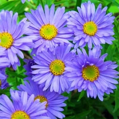 Айстра Alpinus Light Blue фото