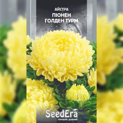 Айстра високоросла Піонен Голден Турм фото