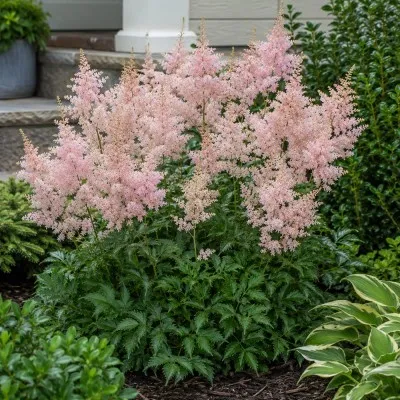 Астільба Peach Blossom фото