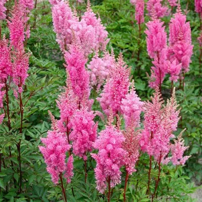 Астільба Queen Alexandra фото