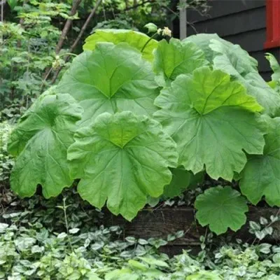 Астільбоїдес Tabularis фото