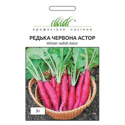 Редька Астор фото