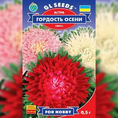 Айстра Гордiсть осенi фото