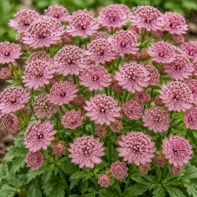 Астранція Pink Pride фото