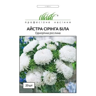 Айстра Сірінга біла фото
