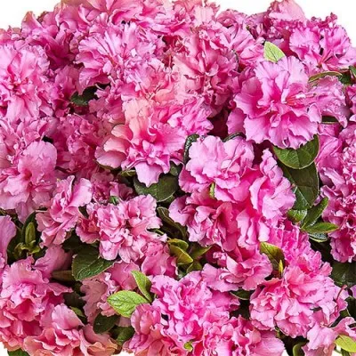 Азалія BloomChampion Double Pink фото