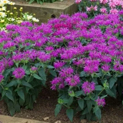 Монарда Balmy Lilac фото