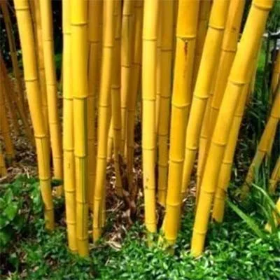 Бамбук Aureocaulis фото