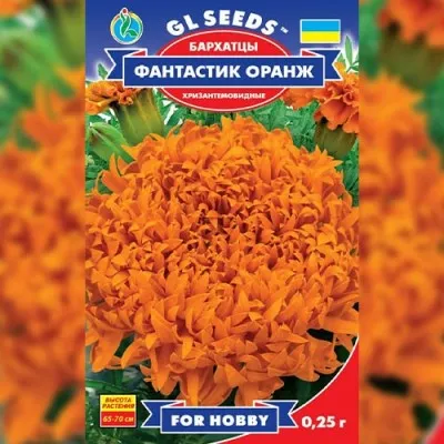 Чорнобривці Фантастик Оранж фото